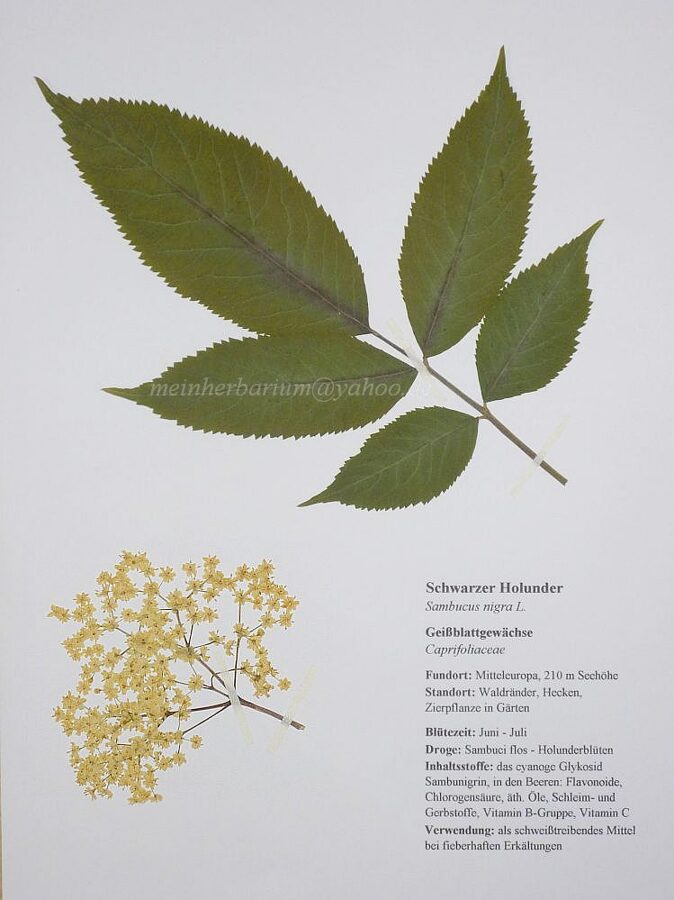 Herbarium mit 50 Heilpflanzen SAMMLUNGEN Shop Gepresste Pflanzen