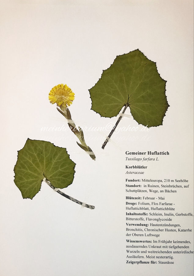 Herbarium mit 50 Heilpflanzen SAMMLUNGEN Shop Gepresste Pflanzen