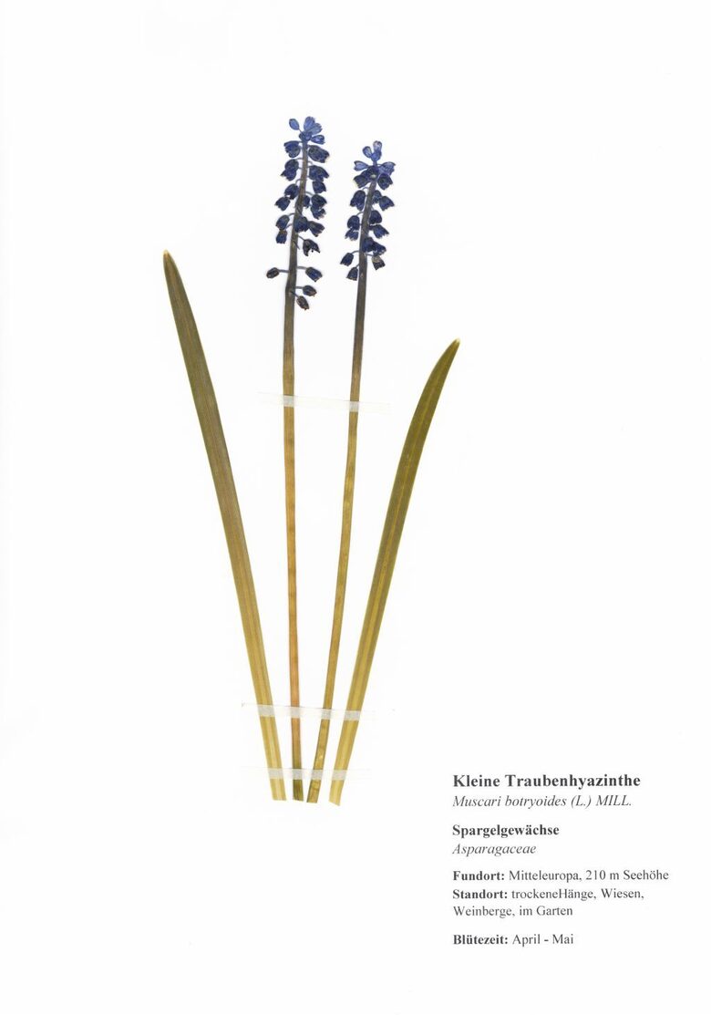 Kleine Traubenhyazinthe
