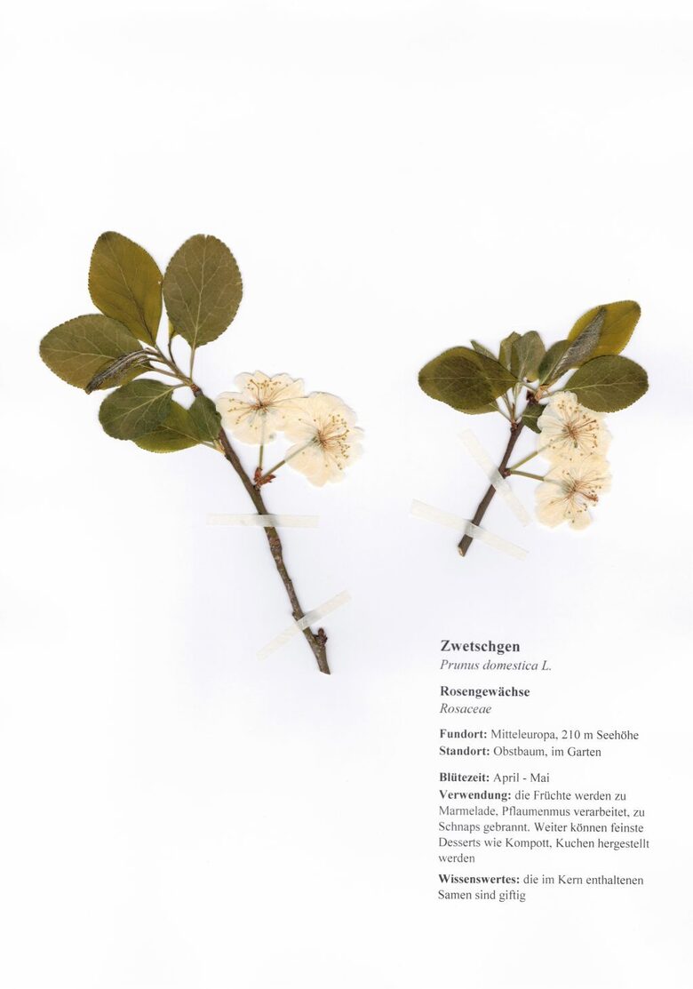 Zwetschgen