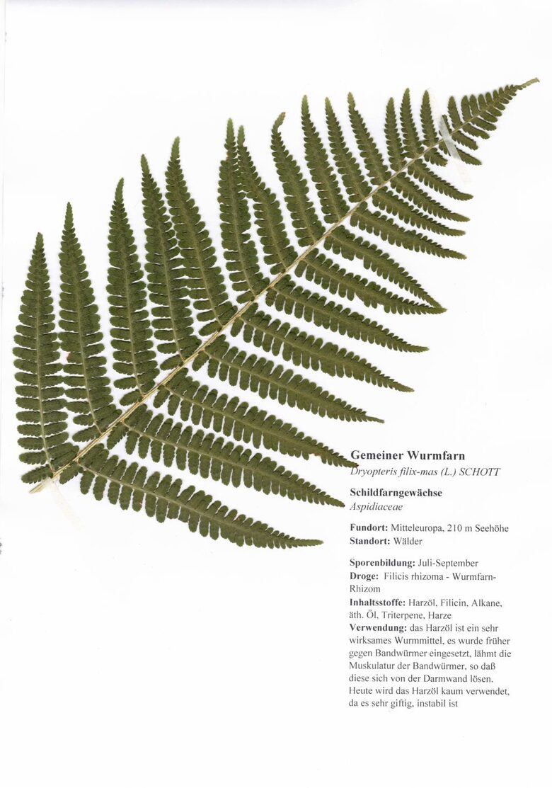Gemeiner Wurmfarn