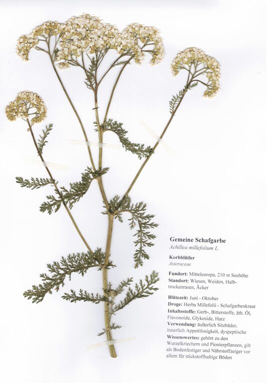 Schafgarbe