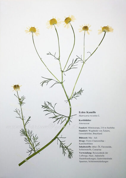 Herbarium mit 50 Heilpflanzen