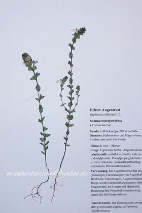 Echter Augentrost