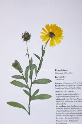 Ringelblume