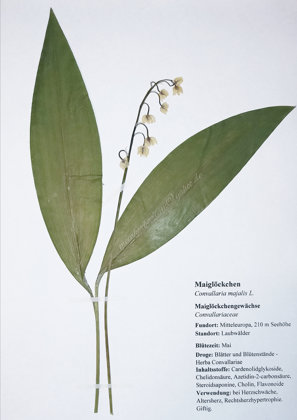 Maiglöckchen