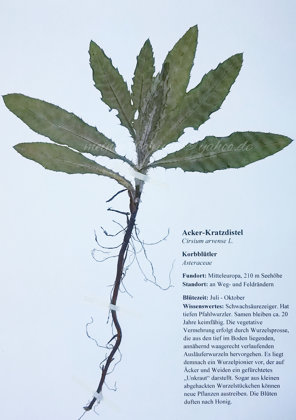Acker-Kratzdistel mit Wurzel