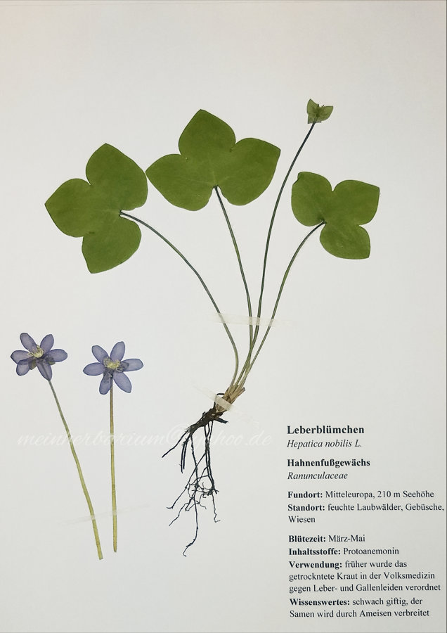 Leberblümchen