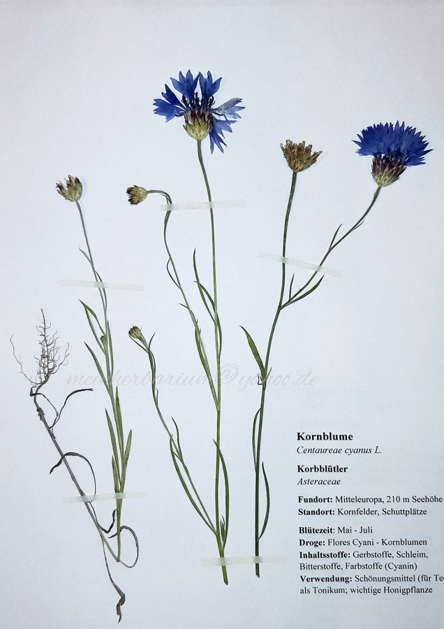 Kornblume