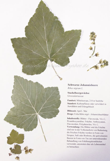 Grossulariaceae