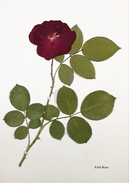 Edelrose