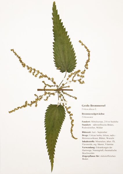 Große Brennnessel