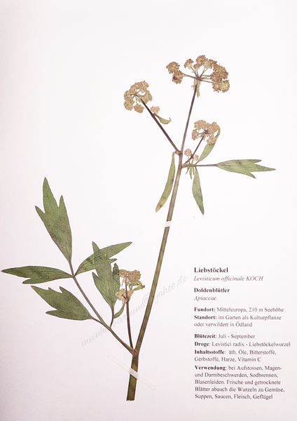 Liebstöckel