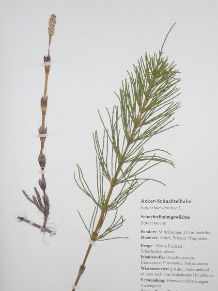 Herbarium mit 40 Pflanzen