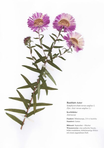 Raublatt-Aster