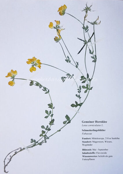 Herbarium mit 25 Pflanzen 