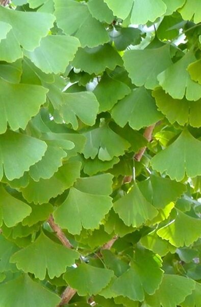 Ginkgobaum