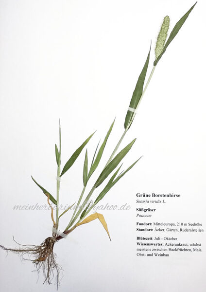 Herbarium mit 50 Pflanzen (Nr. 26/8/7/6/3)