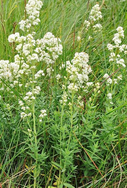 Nordisches Labkraut