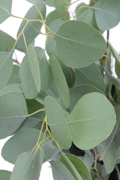 Eukalyptusbaum "Silver Dollar"