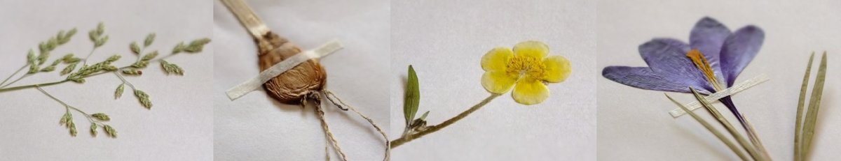 1 Tag ~ Günstig & gut Herbarium Lieferdauer i.d.R 20 Pflanzen zum Auswählen